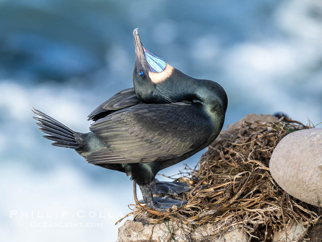 Male Brandt's Cormorant Skypointing, Courtship Display, Breeding Plumage with blue throat and white pin-feathers, La Jolla. Skypointing is an interesting courtship behavior that many birds practice. Among Brandt's Cormorants the male performs this, likely as a way of attracting a mate to the nest he has built by showing off his striking blue throat. He tips his head backward showing off his striking blue throat, and partially raises his wings. Seen here on seacliffs above the ocean. California, USA, Phalacrocorax penicillatus, natural history stock photograph, photo id 40145