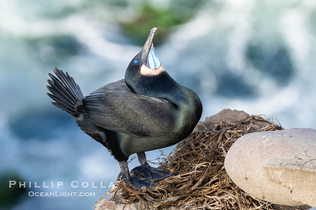 Male Brandt's Cormorant courtship display with head pointing skyward and wings partially spread. Note the blue throat, a type of breeding plumage. Only males skypoint. La Jolla, California, USA, Phalacrocorax penicillatus, natural history stock photograph, photo id 40153