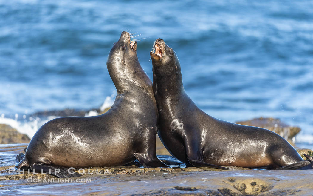 Two male California Sea Lions mock jousting, on Point La Jolla. USA, natural history stock photograph, photo id 39125