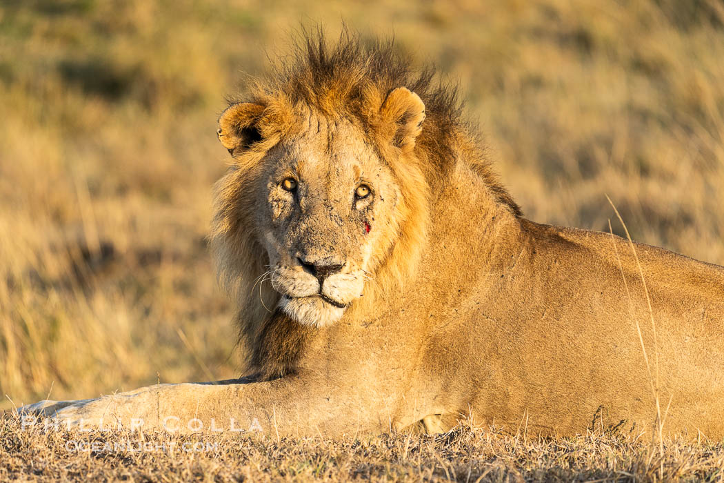 Male lion, not yet full grown, Masai Mara, Kenya. Maasai Mara National Reserve, Panthera leo, natural history stock photograph, photo id 39645