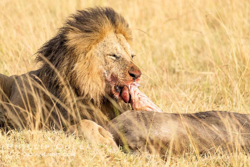 Male Lion with Fresh Kill in Tall Grass, Masai Mara, Kenya. Maasai Mara National Reserve, Panthera leo, natural history stock photograph, photo id 39632
