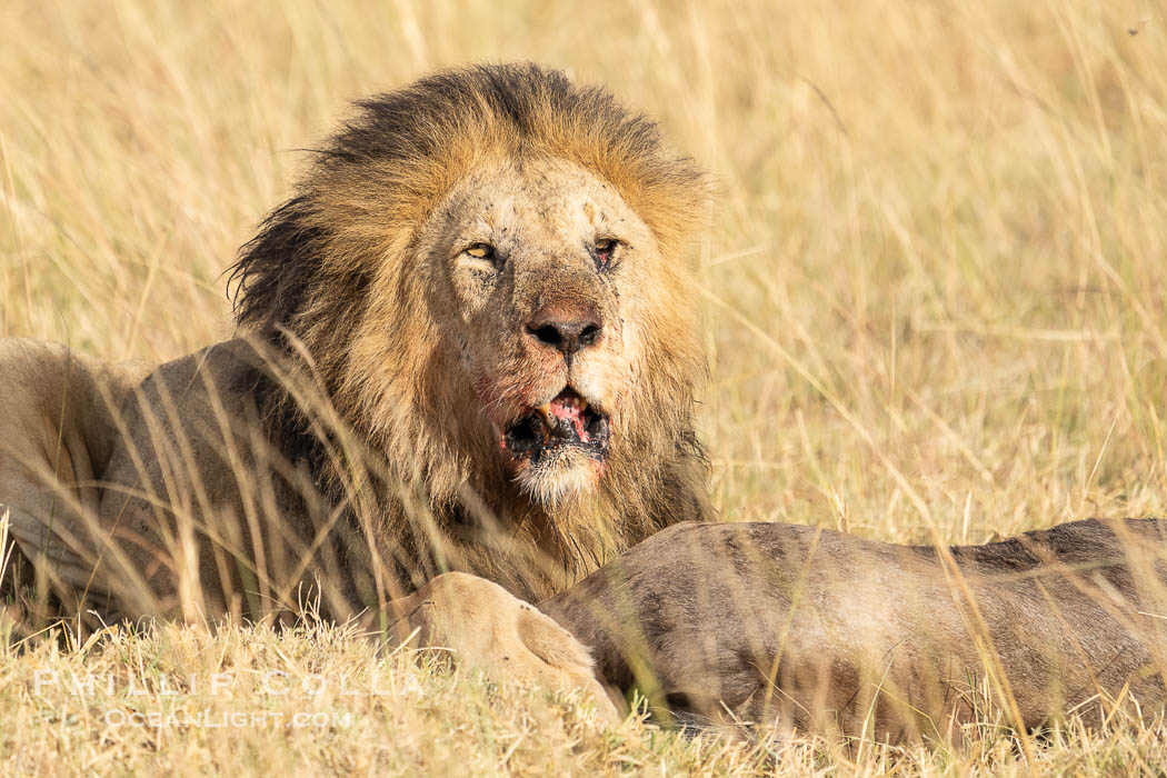 Male Lion with Fresh Kill in Tall Grass, Masai Mara, Kenya. Maasai Mara National Reserve, Panthera leo, natural history stock photograph, photo id 39633