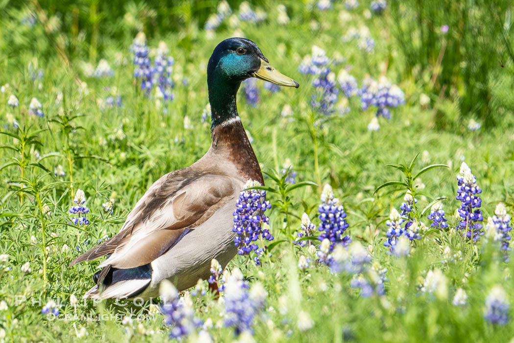 Male Mallard duck in lupine, Bass Lake, California. USA, natural history stock photograph, photo id 39341