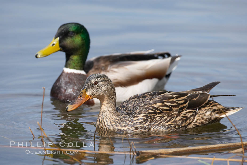 Mallard, female (foreground) and male. Santee Lakes, California, USA, Anas platyrhynchos, natural history stock photograph, photo id 15716