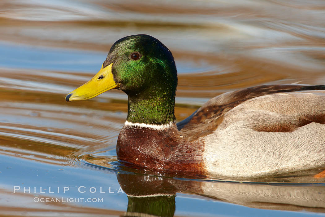 Mallard, male. Santee Lakes, California, USA, Anas platyrhynchos, natural history stock photograph, photo id 23404