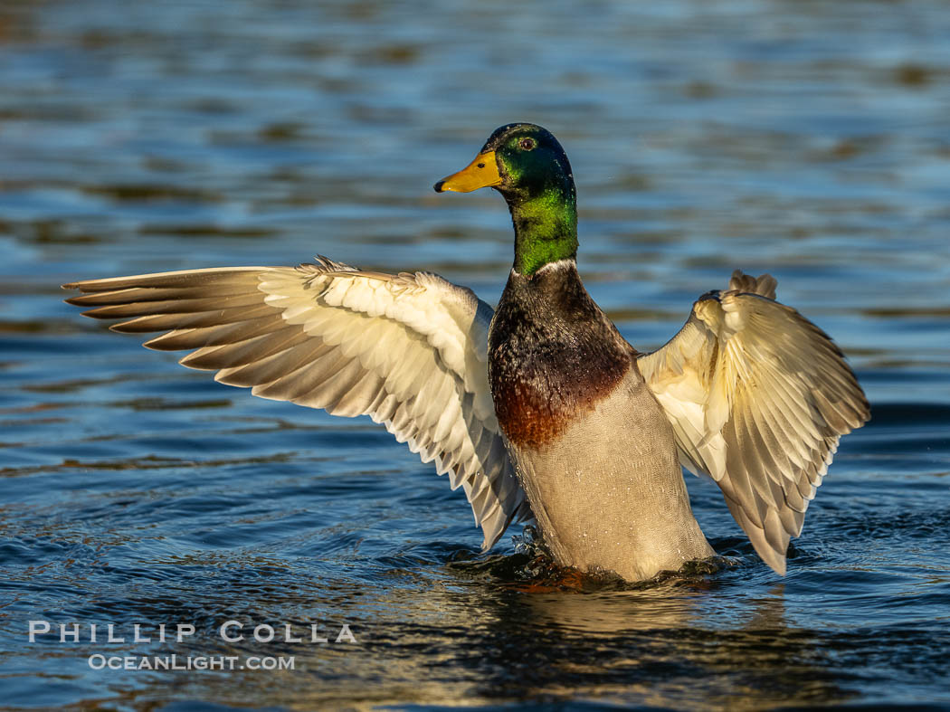 Mallard, Anas platyrhynchos. Santee Lakes, California, USA, Anas platyrhynchos, natural history stock photograph, photo id 41440