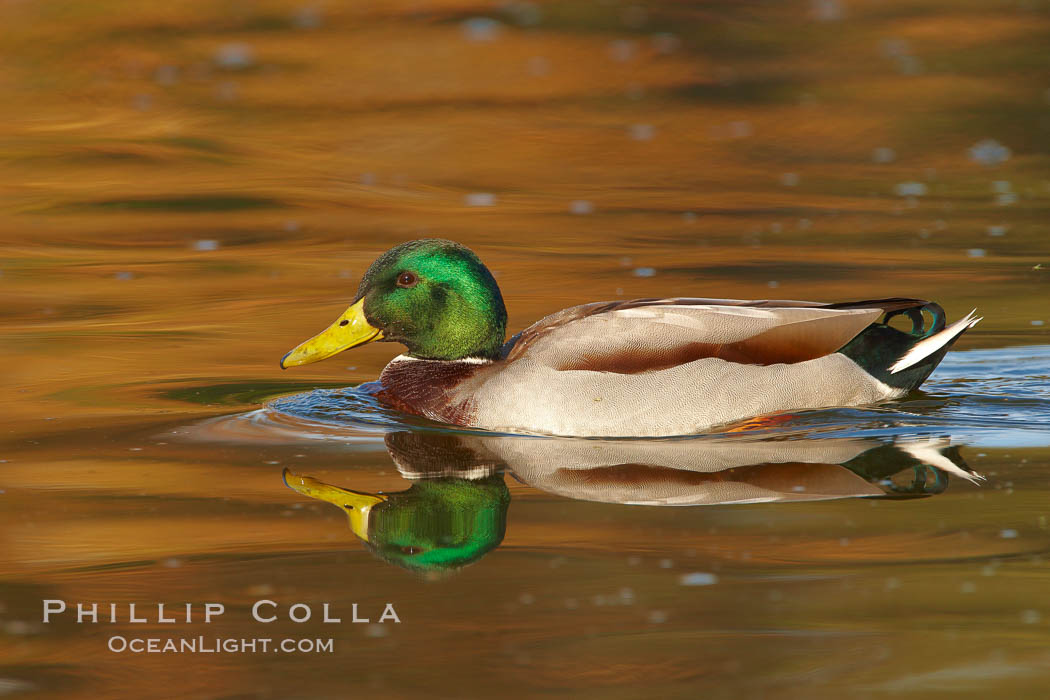 Mallard, male. Santee Lakes, California, USA, Anas platyrhynchos, natural history stock photograph, photo id 23411