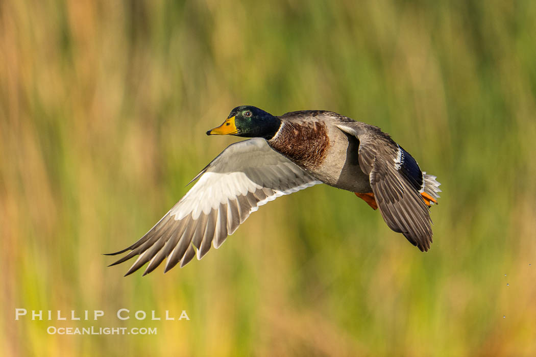 Mallard, Anas platyrhynchos. Santee Lakes, California, USA, Anas platyrhynchos, natural history stock photograph, photo id 41447