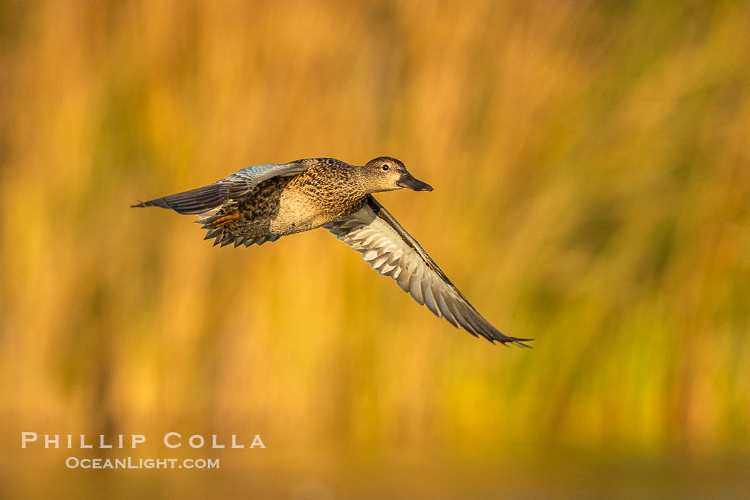 Cinnamon Teal in flight. Santee Lakes, California, USA, Anas cyanoptera, natural history stock photograph, photo id 41459