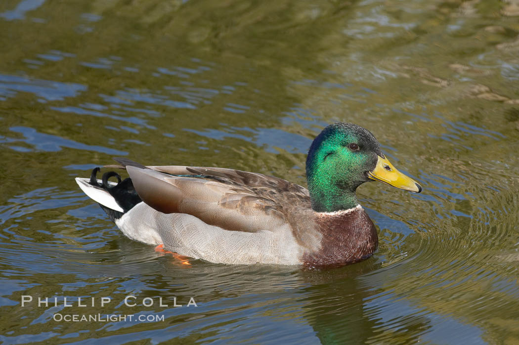 Mallard, male. Santee Lakes, California, USA, Anas platyrhynchos, natural history stock photograph, photo id 15713