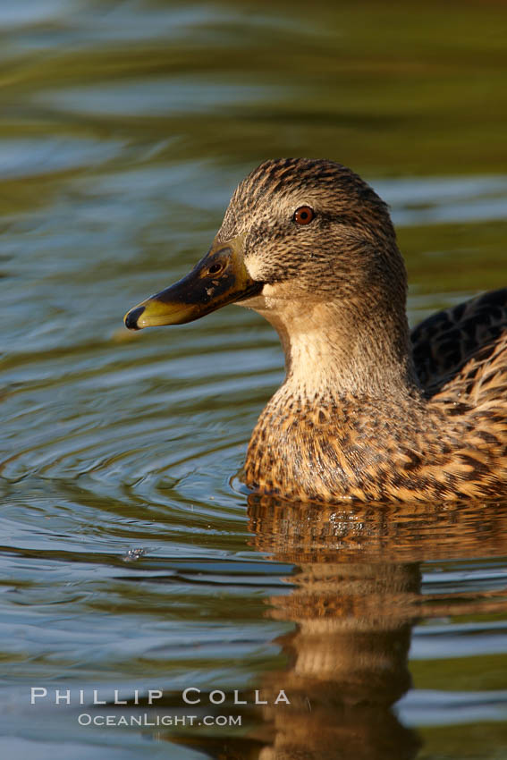 Mallard, female. Santee Lakes, California, USA, Anas platyrhynchos, natural history stock photograph, photo id 23417