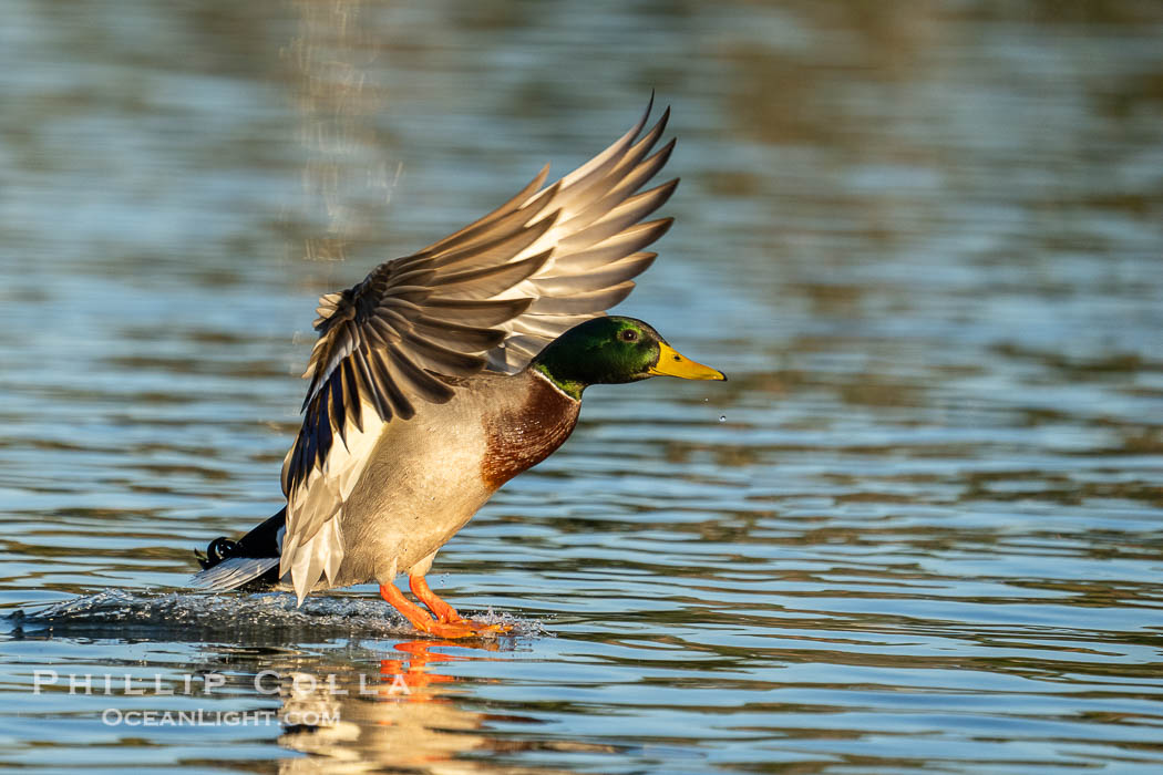 Mallard, Anas platyrhynchos. Santee Lakes, California, USA, Anas platyrhynchos, natural history stock photograph, photo id 41441