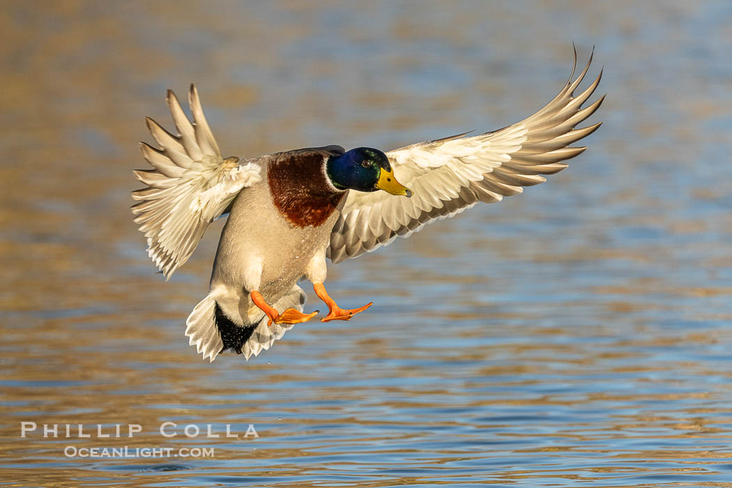 Mallard in flight, Anas platyrhynchos, Santee Lakes., Anas platyrhynchos, natural history stock photograph, photo id 41502