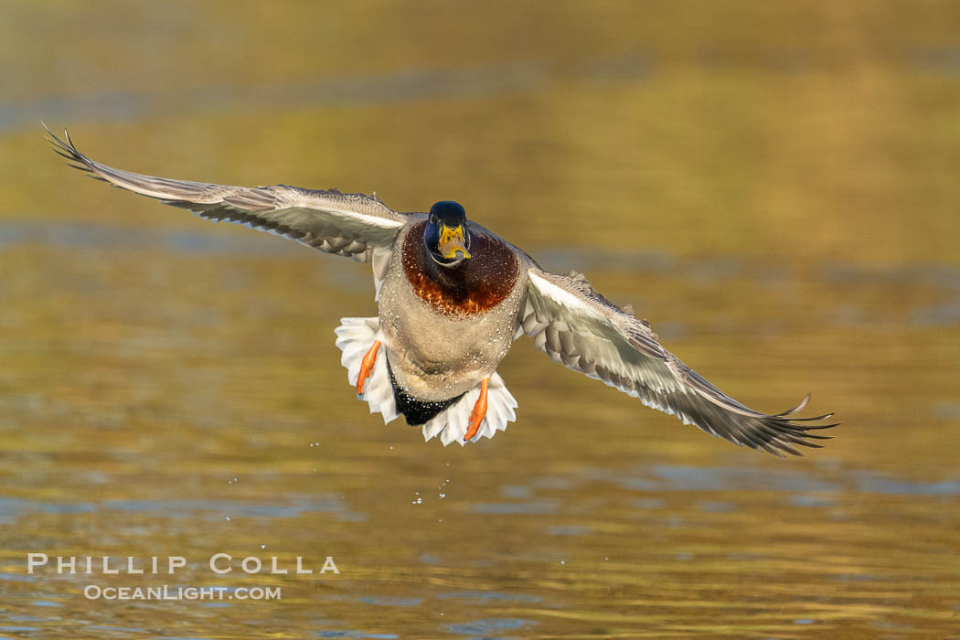 Mallard in flight, Anas platyrhynchos, Santee Lakes., Anas platyrhynchos, natural history stock photograph, photo id 41484