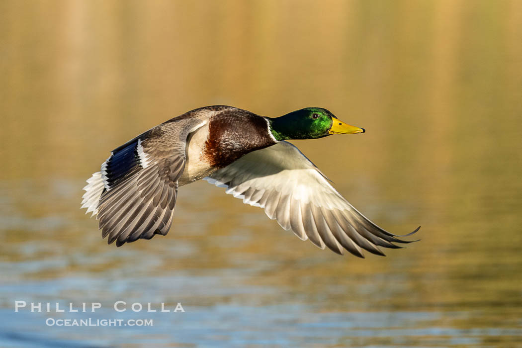 Mallard in flight, Anas platyrhynchos, Santee Lakes, Anas platyrhynchos