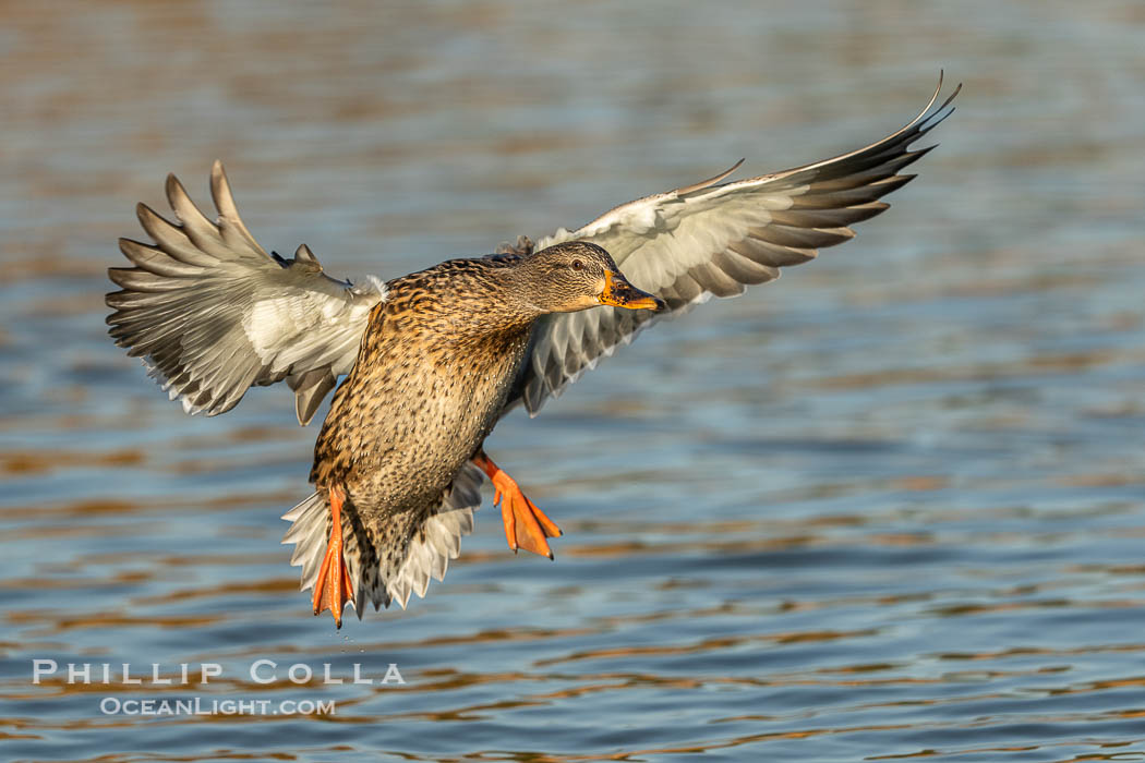Mallard in flight, female, Anas platyrhynchos, Santee Lakes, Anas platyrhynchos