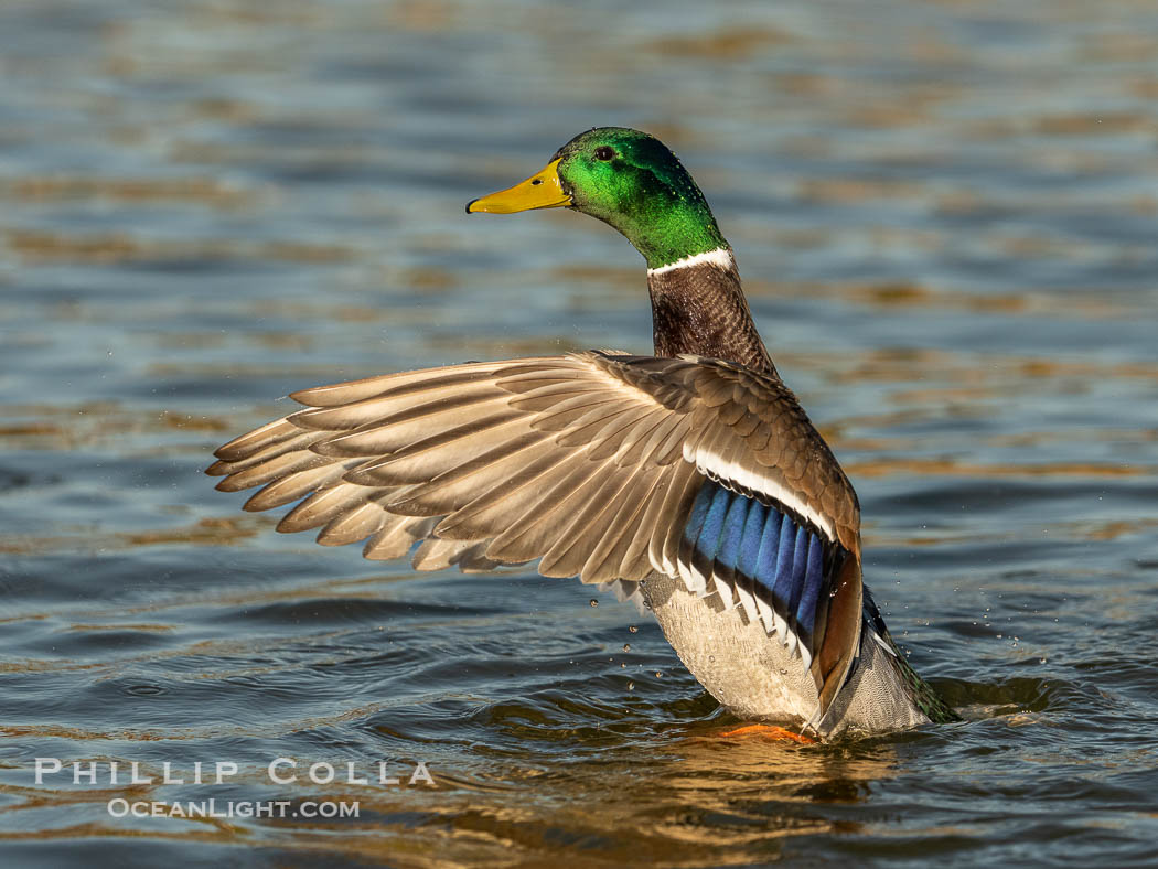 Mallard wing flap showing speculum, iridescent blue with white edges, Anas platyrhynchos, Santee Lakes, Anas platyrhynchos