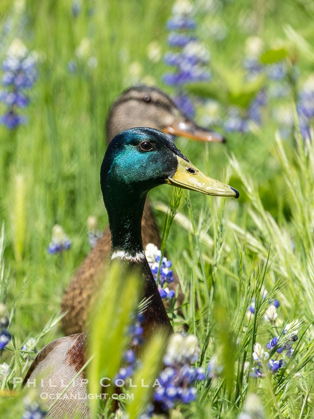 Male and Female Mallard ducks in lupine, Bass Lake, California. USA, natural history stock photograph, photo id 39342