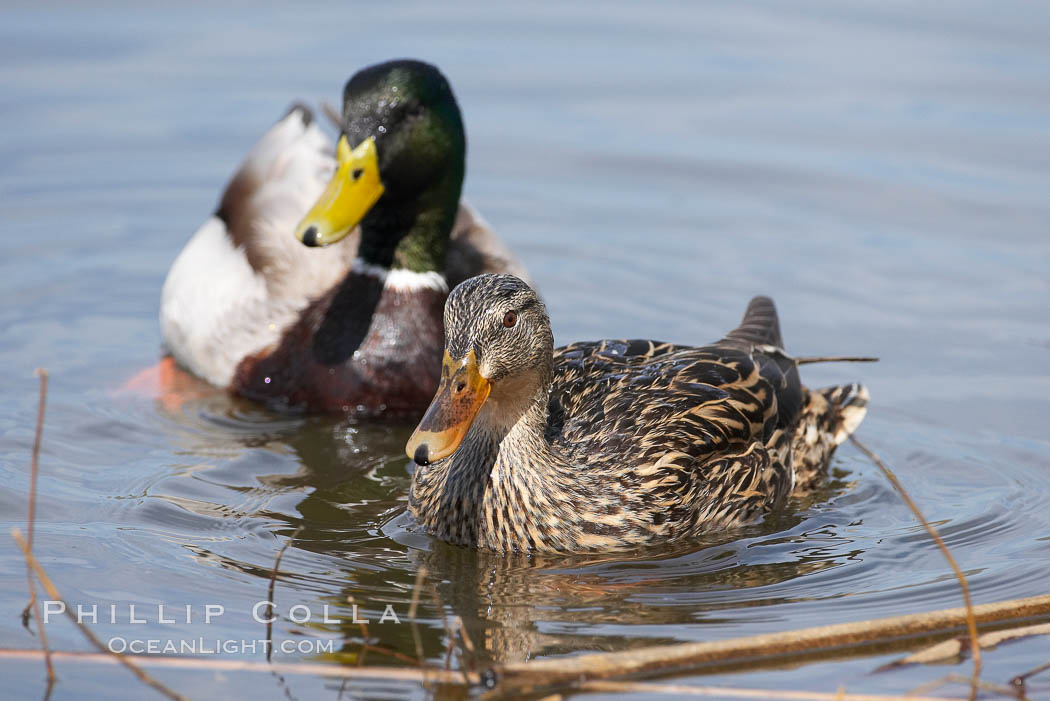 Mallard, female (foreground) and male. Santee Lakes, California, USA, Anas platyrhynchos, natural history stock photograph, photo id 15718