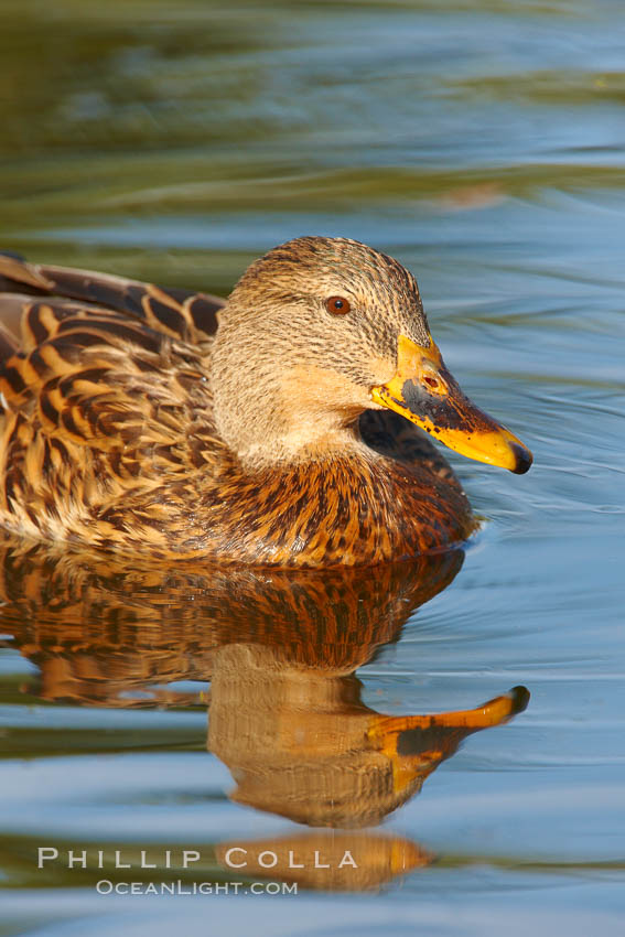 Mallard, female. Santee Lakes, California, USA, Anas platyrhynchos, natural history stock photograph, photo id 23410