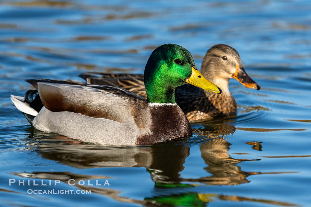Mallard, male and female courting pair, Anas platyrhynchos. Santee Lakes, California, USA, Anas platyrhynchos, natural history stock photograph, photo id 41452