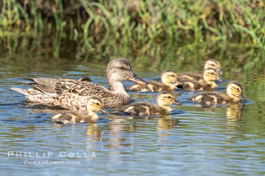 Mallard mother and ducklings, San Elijo Lagoon, Encinitas. California, USA, natural history stock photograph, photo id 39343