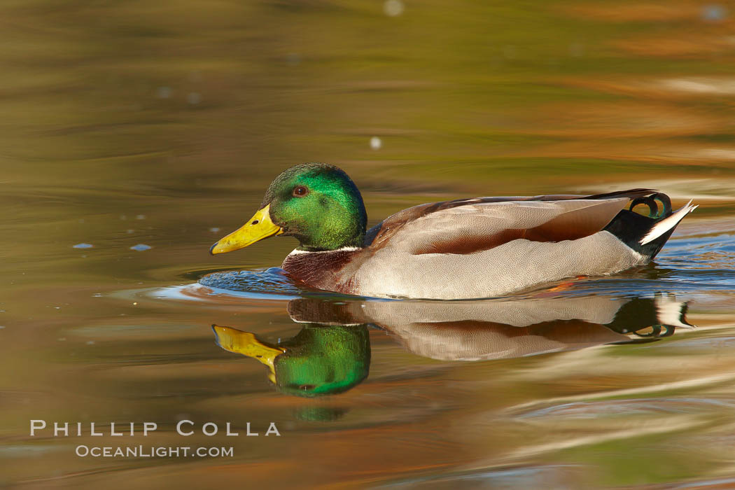 Mallard, male. Santee Lakes, California, USA, Anas platyrhynchos, natural history stock photograph, photo id 23416