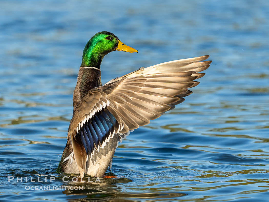Mallard speculum, iridescent blue with white edges. Santee Lakes, California, USA, Anas platyrhynchos, natural history stock photograph, photo id 41454