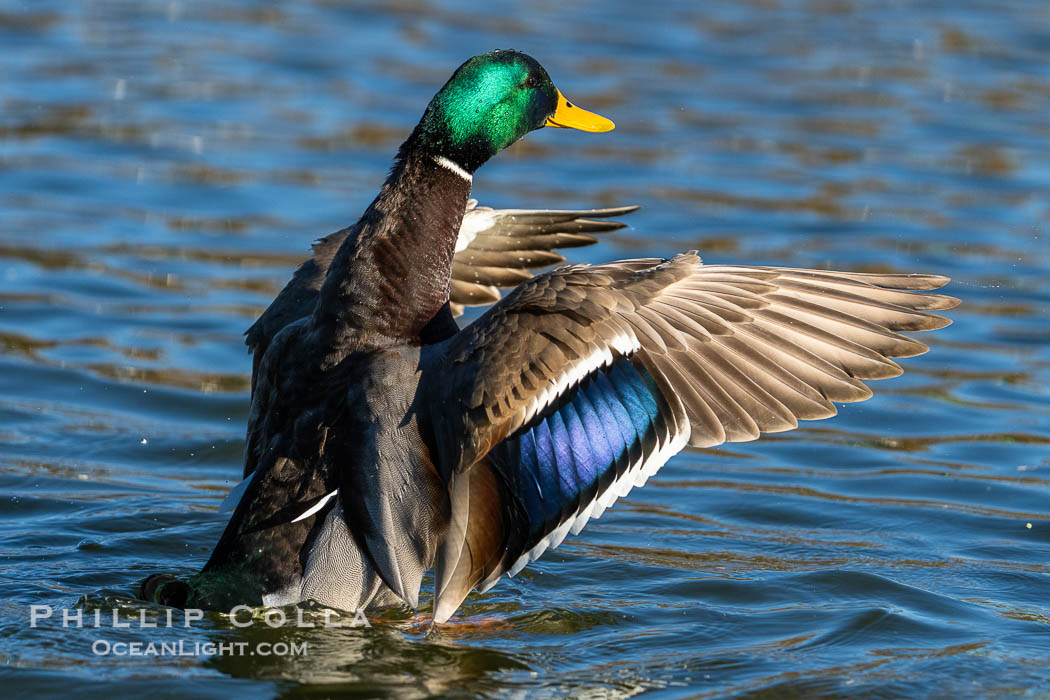 Mallard speculum, iridescent blue with white edges. Santee Lakes, California, USA, Anas platyrhynchos, natural history stock photograph, photo id 41453