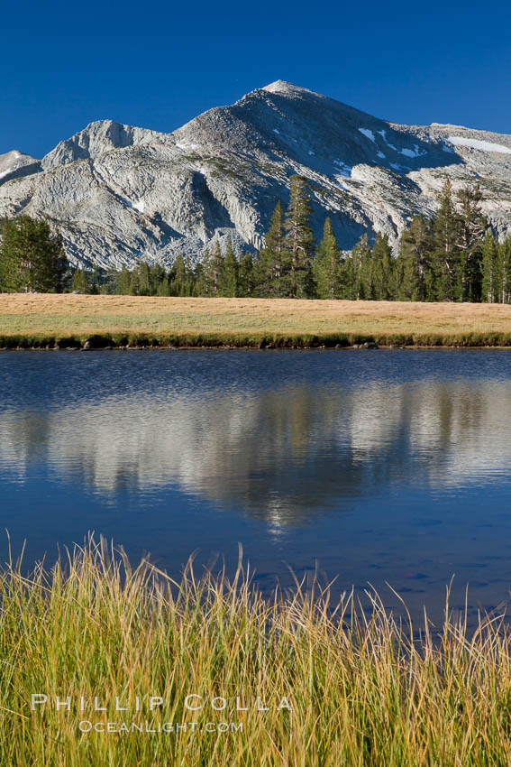 Mammoth Peak (12,117') reflected in small tarn pond at sunrise, viewed from meadows near Tioga Pass. Yosemite National Park, California, USA, natural history stock photograph, photo id 25758