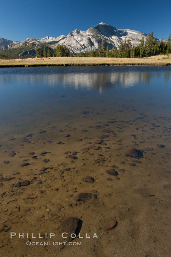 Mammoth Peak (12,117') reflected in small tarn pond at sunrise, viewed from meadows near Tioga Pass. Yosemite National Park, California, USA, natural history stock photograph, photo id 25792