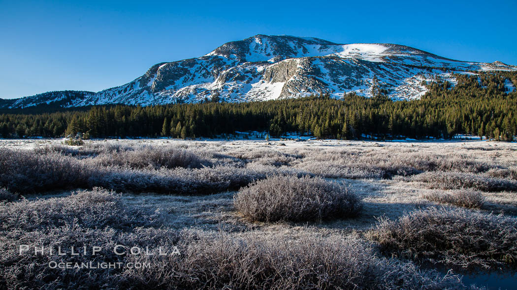 Mammoth Peak over Tuolumne Meadows, Tioga Pass, Yosemite National Park. California, USA, natural history stock photograph, photo id 28512