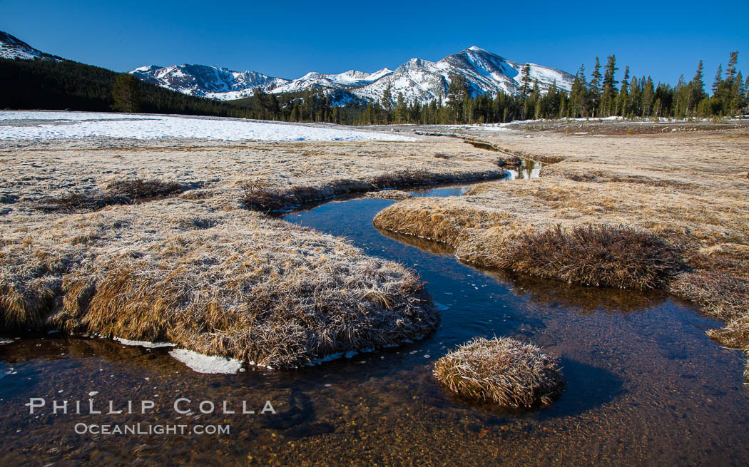 Mammoth Peak over Tuolumne Meadows, Tioga Pass, Yosemite National Park. California, USA, natural history stock photograph, photo id 28516