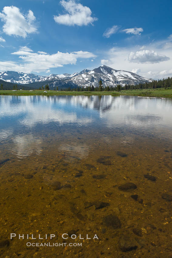 Mammoth Peak in the Yosemite High Country, reflected in small tarn pond, viewed from meadows near Tioga Pass. Yosemite National Park, California, USA, natural history stock photograph, photo id 26996