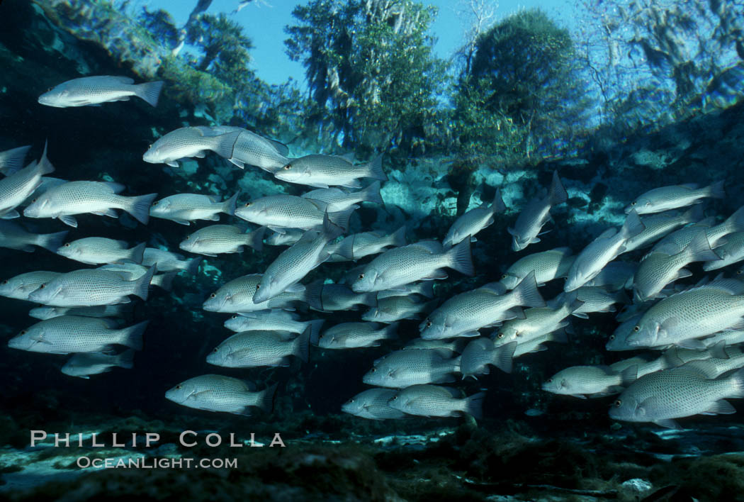 Mangrove snapper schooling in the clear waters of Crystal River, with trees in the background. Three Sisters Springs, Florida, USA, Lutjanus griseus, natural history stock photograph, photo id 02688