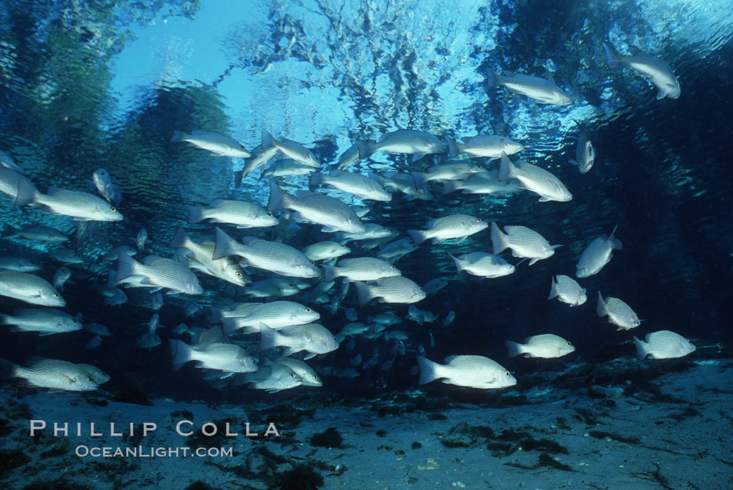 Mangrove snapper. Three Sisters Springs, Crystal River, Florida, USA, Lutjanus griseus, natural history stock photograph, photo id 05164