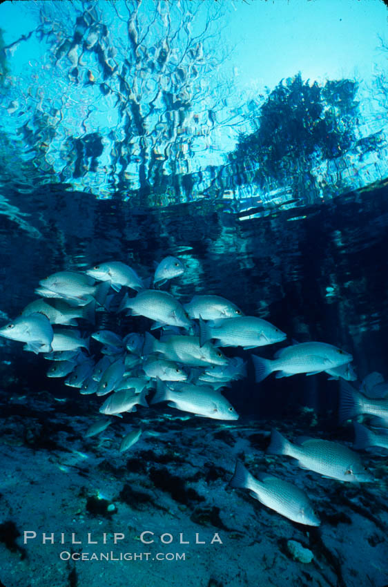 Mangrove snapper. Three Sisters Springs, Crystal River, Florida, USA, Lutjanus griseus, natural history stock photograph, photo id 02679