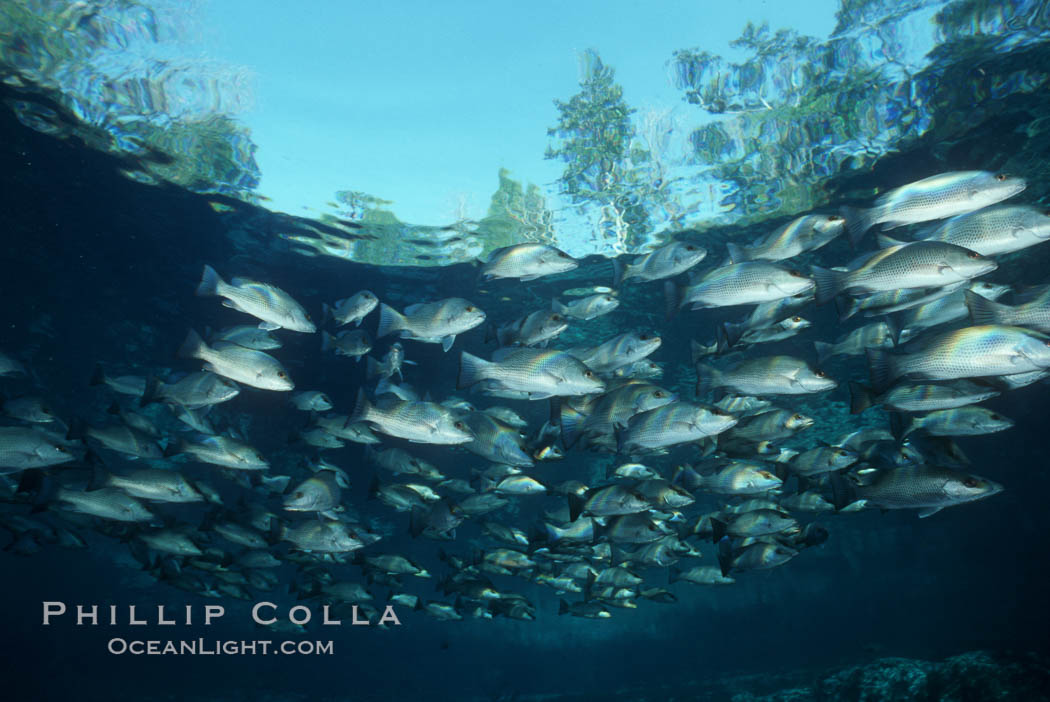 Mangrove snapper. Three Sisters Springs, Crystal River, Florida, USA, Lutjanus griseus, natural history stock photograph, photo id 02685