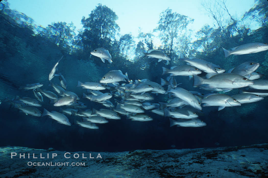 Mangrove snapper. Three Sisters Springs, Crystal River, Florida, USA, Lutjanus griseus, natural history stock photograph, photo id 02684