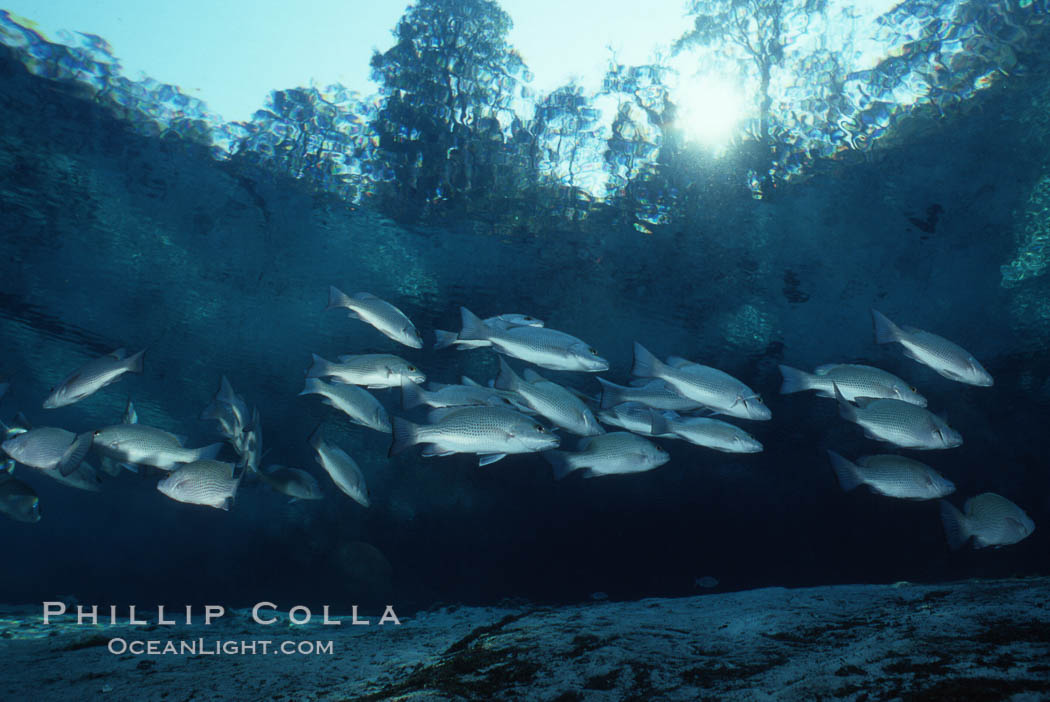 Mangrove snapper. Three Sisters Springs, Crystal River, Florida, USA, Lutjanus griseus, natural history stock photograph, photo id 05160