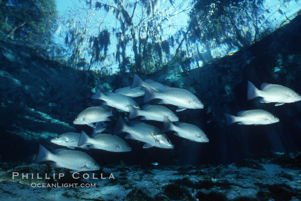 Mangrove snapper. Three Sisters Springs, Crystal River, Florida, USA, Lutjanus griseus, natural history stock photograph, photo id 05163