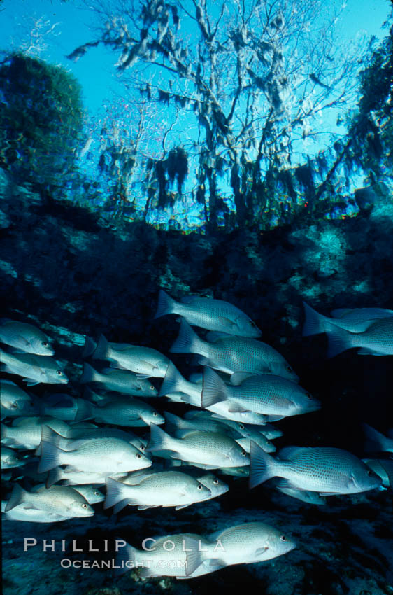 Mangrove snapper. Three Sisters Springs, Crystal River, Florida, USA, Lutjanus griseus, natural history stock photograph, photo id 02681