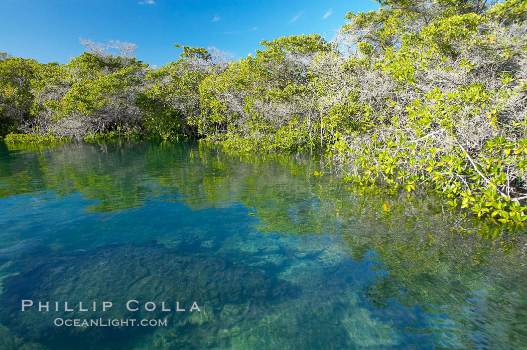 Mangrove shoreline.  Mangroves have vertical branches, pheumatophores, that serve to filter out salt and provide fresh water to the leaves of the plant.  Many juvenile fishes and young marine animals reside in the root systems of the mangroves.  Punta Albemarle. Isabella Island, Galapagos Islands, Ecuador, natural history stock photograph, photo id 16610