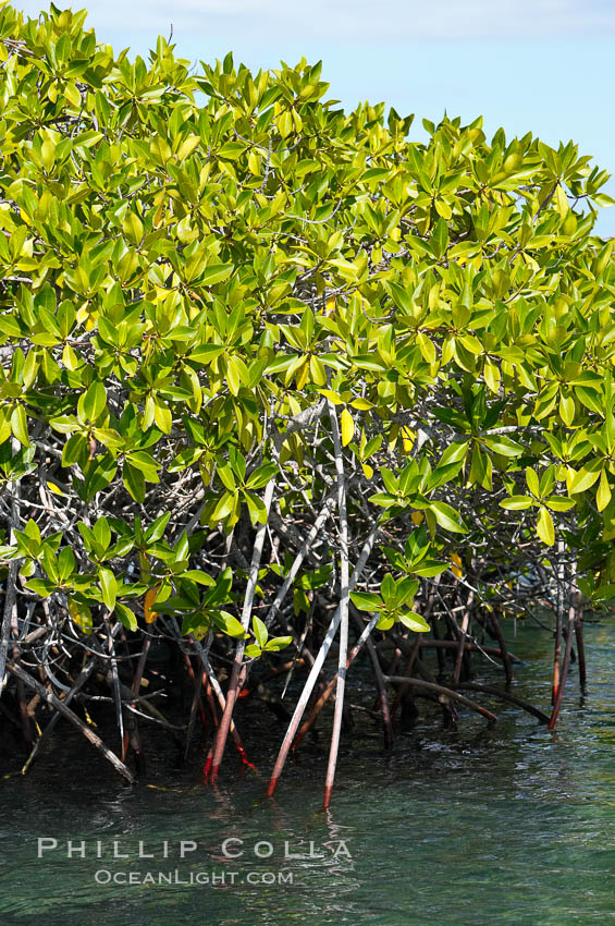 Mangrove shoreline.  Mangroves have vertical branches, pheumatophores, that serve to filter out salt and provide fresh water to the leaves of the plant.  Many juvenile fishes and young marine animals reside in the root systems of the mangroves.  Punta Albemarle. Isabella Island, Galapagos Islands, Ecuador, natural history stock photograph, photo id 16614
