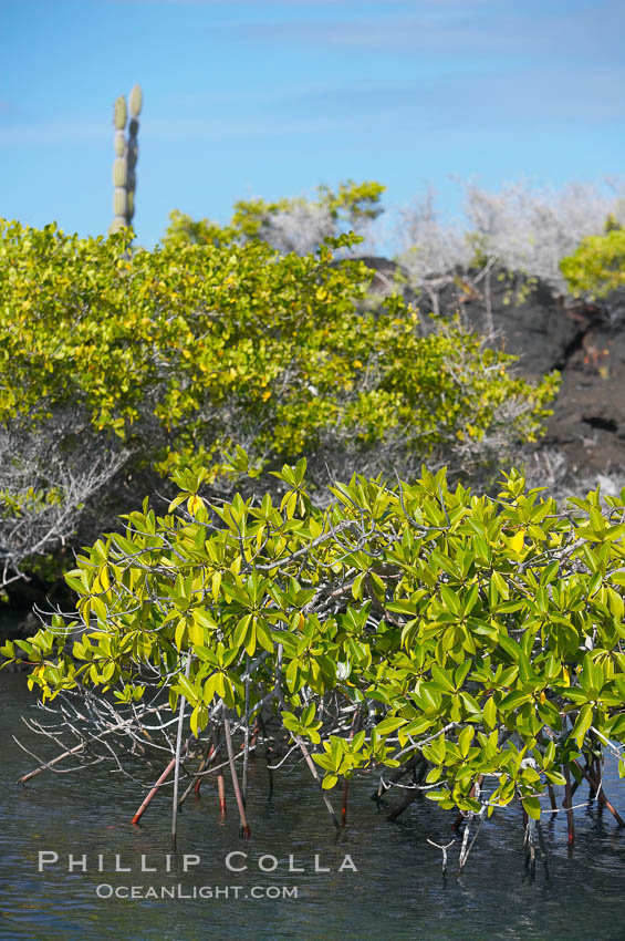 Mangrove shoreline.  Mangroves have vertical branches, pheumatophores, that serve to filter out salt and provide fresh water to the leaves of the plant.  Many juvenile fishes and young marine animals reside in the root systems of the mangroves.  Punta Albemarle. Isabella Island, Galapagos Islands, Ecuador, natural history stock photograph, photo id 16612