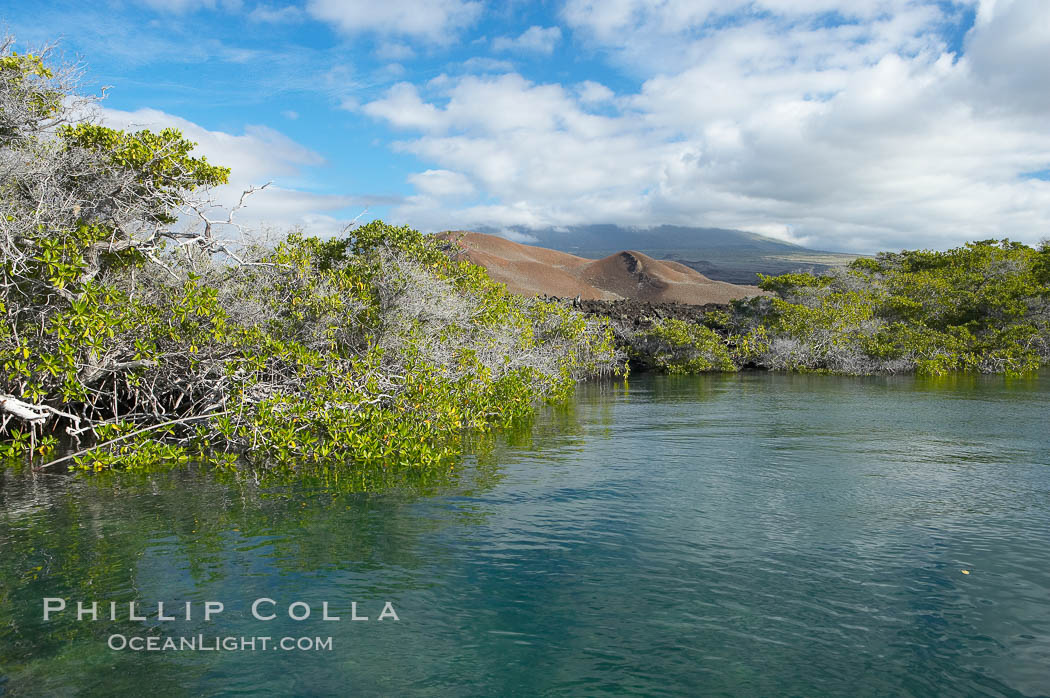 Mangrove shoreline.  Mangroves have vertical branches, pheumatophores, that serve to filter out salt and provide fresh water to the leaves of the plant.  Many juvenile fishes and young marine animals reside in the root systems of the mangroves.  Punta Albemarle. Isabella Island, Galapagos Islands, Ecuador, natural history stock photograph, photo id 16616