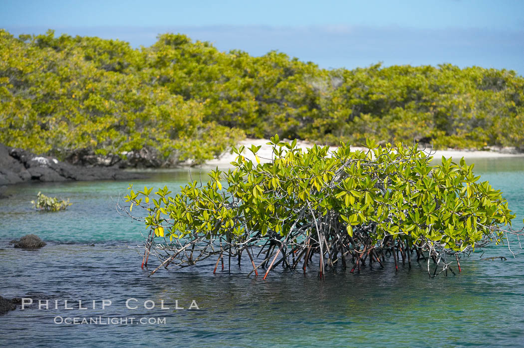 Mangrove shoreline.  Mangroves have vertical branches, pheumatophores, that serve to filter out salt and provide fresh water to the leaves of the plant.  Many juvenile fishes and young marine animals reside in the root systems of the mangroves.  Punta Albemarle. Isabella Island, Galapagos Islands, Ecuador, natural history stock photograph, photo id 16607