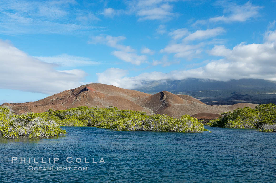 Mangrove shoreline.  Mangroves have vertical branches, pheumatophores, that serve to filter out salt and provide fresh water to the leaves of the plant.  Many juvenile fishes and young marine animals reside in the root systems of the mangroves.  Punta Albemarle. Isabella Island, Galapagos Islands, Ecuador, natural history stock photograph, photo id 16611