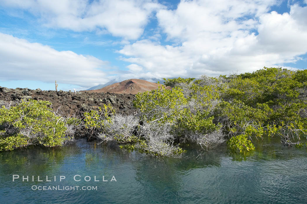 Mangrove shoreline.  Mangroves have vertical branches, pheumatophores, that serve to filter out salt and provide fresh water to the leaves of the plant.  Many juvenile fishes and young marine animals reside in the root systems of the mangroves.  Punta Albemarle. Isabella Island, Galapagos Islands, Ecuador, natural history stock photograph, photo id 16615