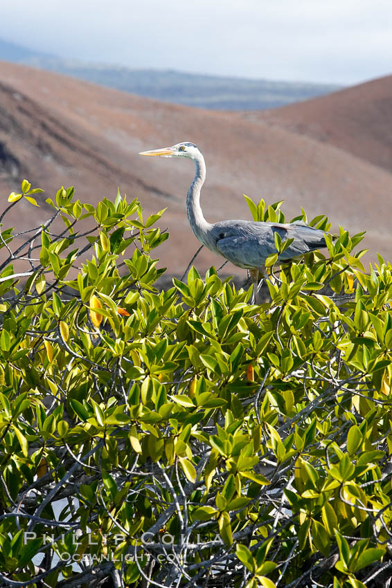 Mangrove shoreline.  Mangroves have vertical branches, pheumatophores, that serve to filter out salt and provide fresh water to the leaves of the plant.  Many juvenile fishes and young marine animals reside in the root systems of the mangroves.  Punta Albemarle. Isabella Island, Galapagos Islands, Ecuador, natural history stock photograph, photo id 16609